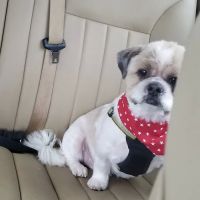 Decktor Veterinary Hospital: Decktor Richard P VMD ico