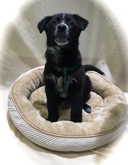 Berkeley Veterinary Center 4
