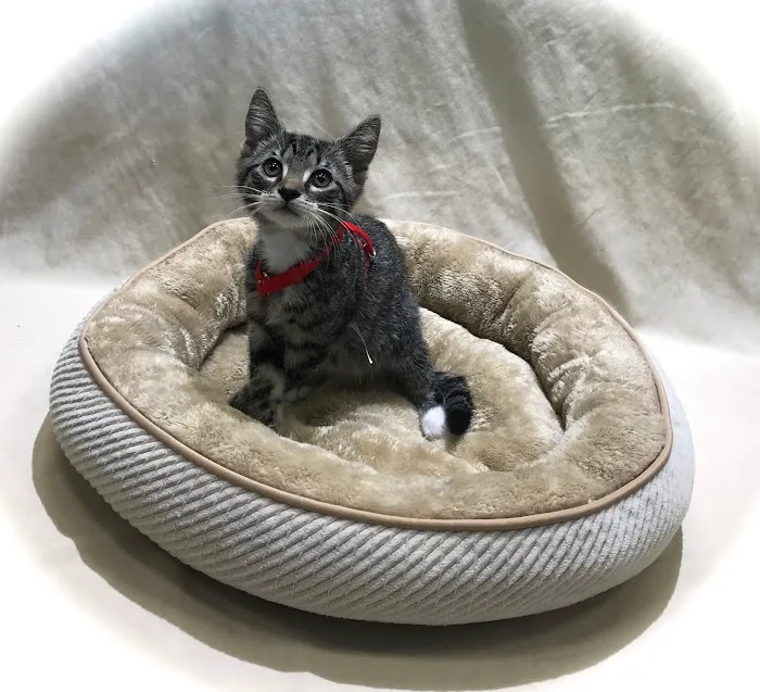 Berkeley Veterinary Center 10