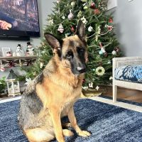 Lanoka Oaks Veterinary Center ico