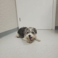 Bayberry Veterinary Hospital ico
