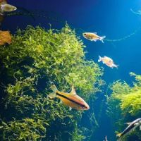 AJ Tank Cleaning, LLC ico