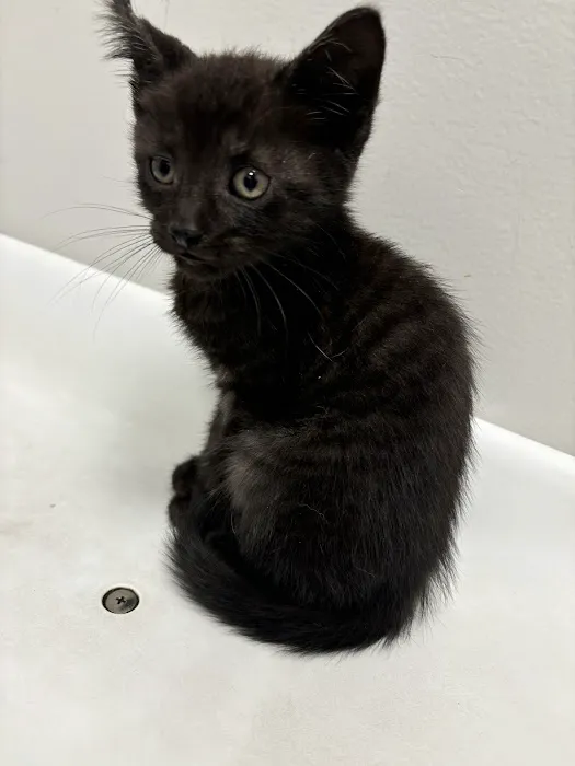 St Francis Animal Hospital 2
