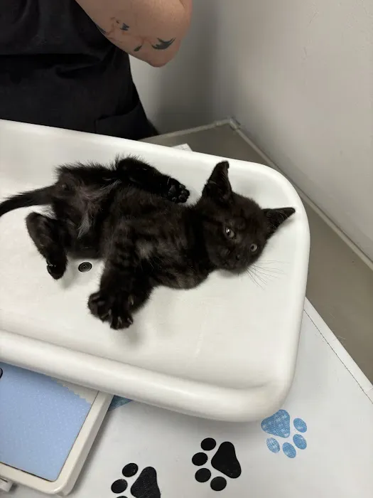 St Francis Animal Hospital 1