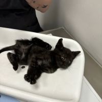 St Francis Animal Hospital ico