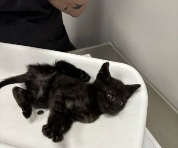 St Francis Animal Hospital