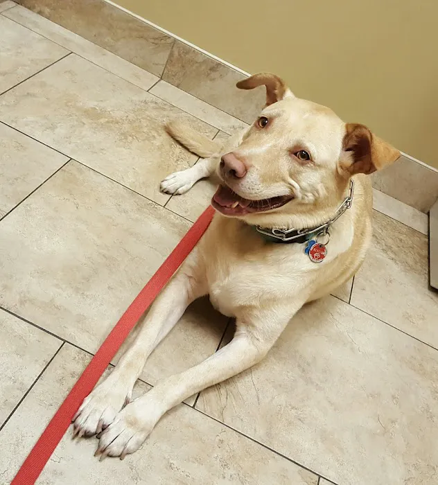 St Francis Animal Hospital 3
