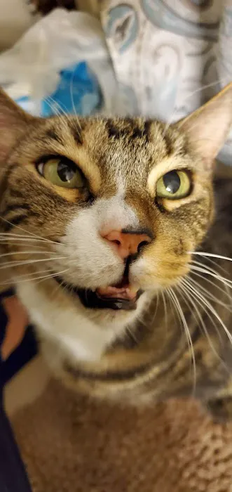 St Francis Animal Hospital 5