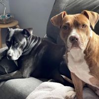 Eltingville Veterinary Practice ico
