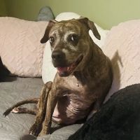 Animal House Veterinary Hospital ico