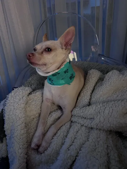Animal House Veterinary Hospital 4