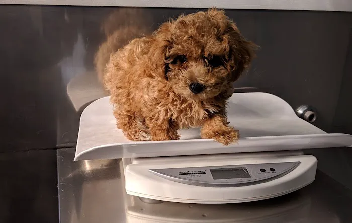 Staten Island Veterinary Group 9