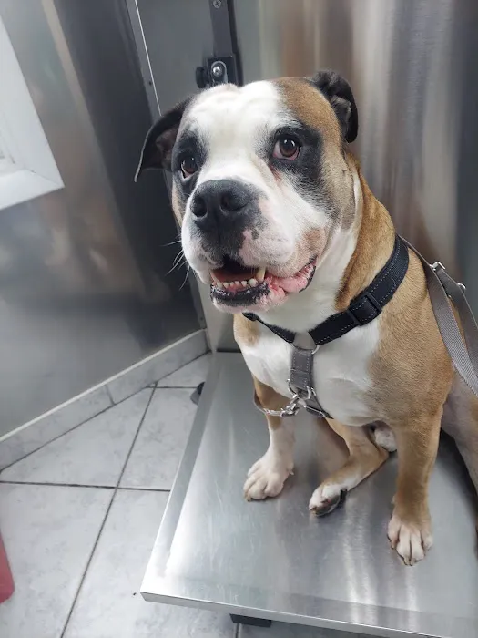 Staten Island Veterinary Group 10