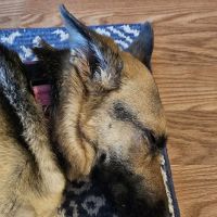 West Lehigh Veterinary Care ico