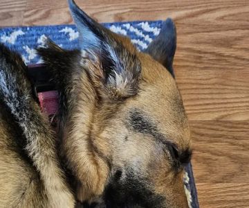 West Lehigh Veterinary Care