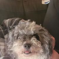 Cherryville Animal Hospital ico