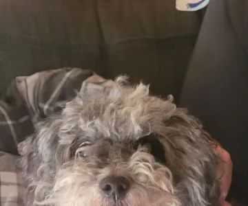 Cherryville Animal Hospital