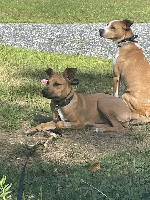 Cherryville Animal Hospital 5