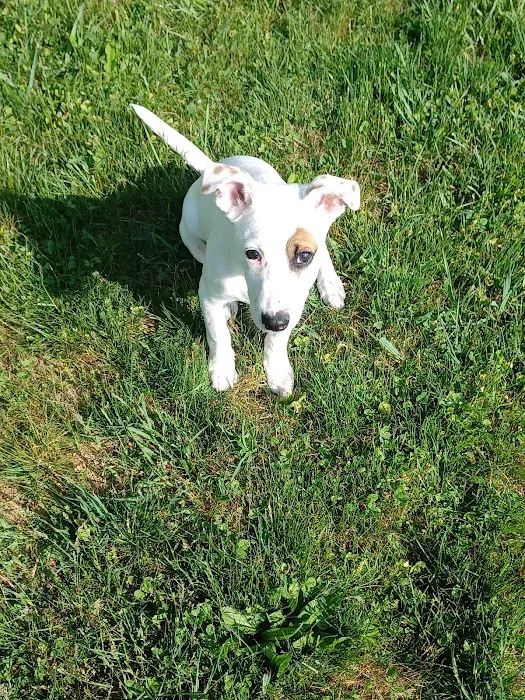 Blue Ridge Veterinary Clinic 9