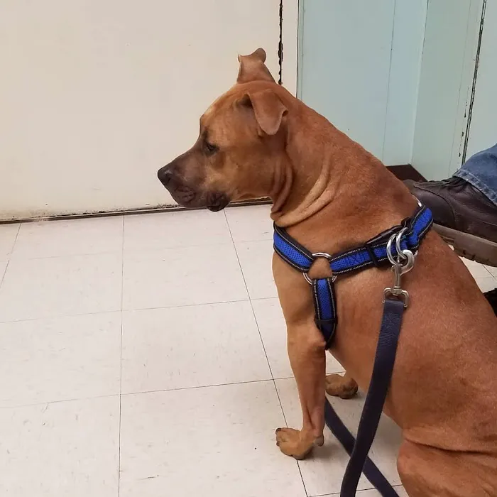 Blue Ridge Veterinary Clinic 2