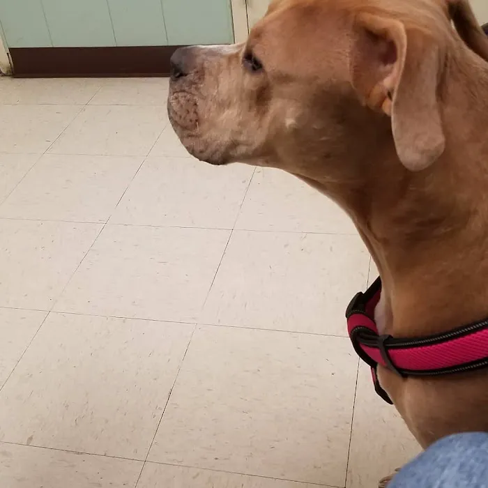Blue Ridge Veterinary Clinic 1