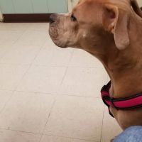 Blue Ridge Veterinary Clinic ico