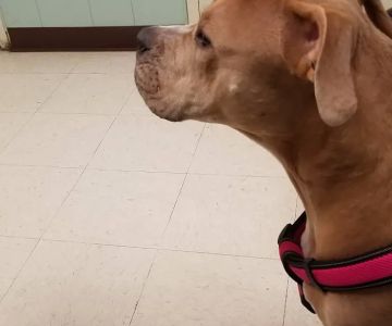 Blue Ridge Veterinary Clinic