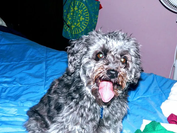 Blue Ridge Veterinary Clinic 10