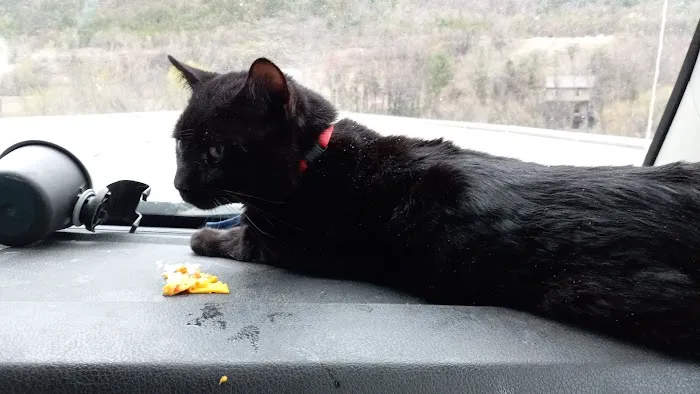 Blue Ridge Veterinary Clinic 8
