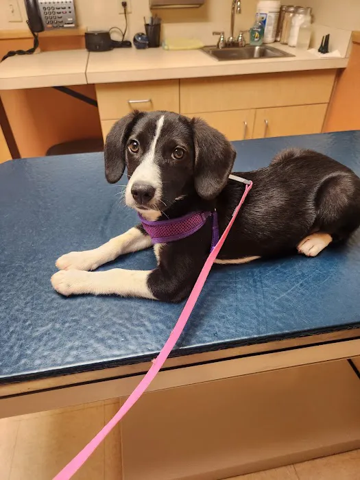 Highland Animal Hospital 8