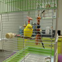 Little Gap Animal Hospital ico