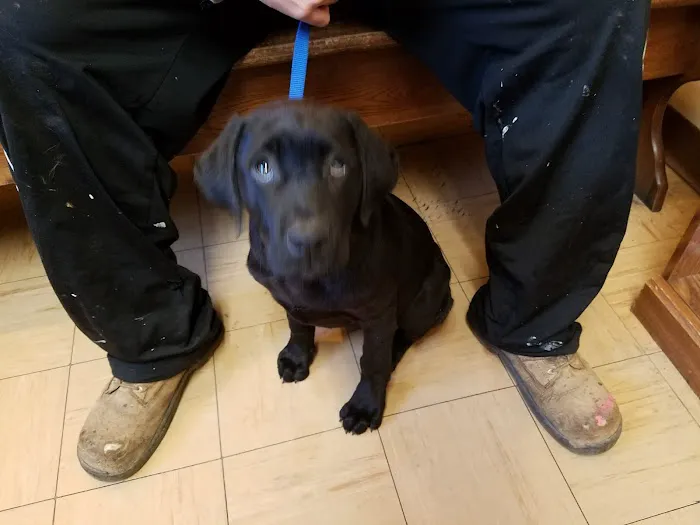 Little Gap Animal Hospital 4