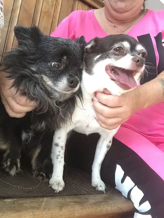 Little Gap Animal Hospital 10