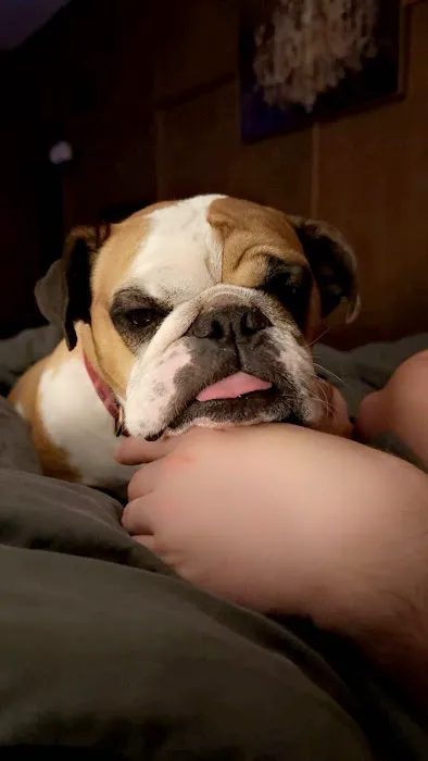 Clyde's Animal Clinic 4
