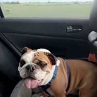 Clyde's Animal Clinic ico