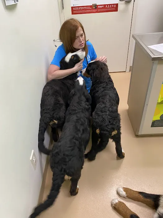 Albin Animal Hospital Mattoon 7