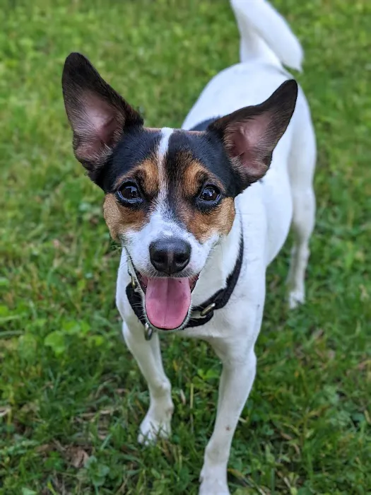 Albin Animal Hospital Mattoon 2