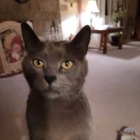 Ponder Kim L DVM ico