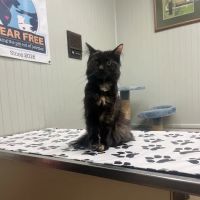 Animal Health Care Center-Arcola ico
