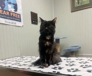 Animal Health Care Center-Arcola