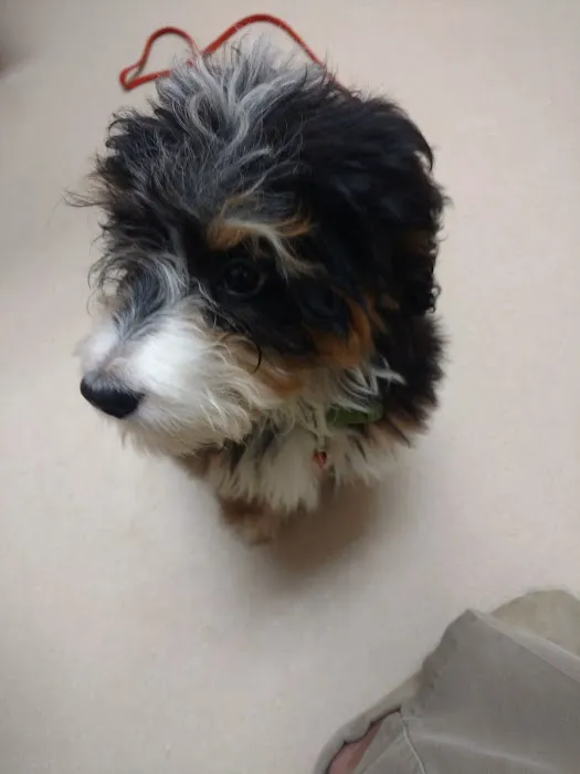 St Joe Veterinary Hospital, Inc 4