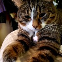 Highland Veterinary Clinic ico