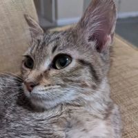 Greenbrier Animal Hospital ico
