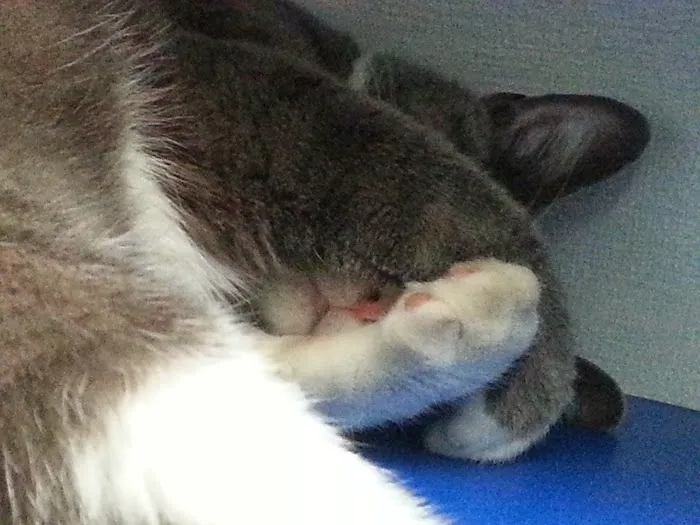 North Park Veterinary Care 6