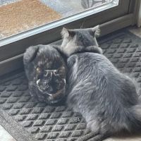 North Park Veterinary Care ico
