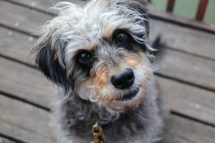 West Side Pet Hospital & Paw's Inn 10