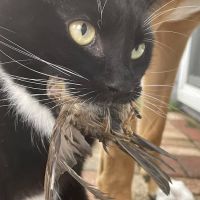 West Side Pet Hospital & Paw's Inn ico