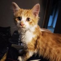 Advent Veterinary Services (Dr. Vivian Ramos - Dr. Thomas Kilbane) ico