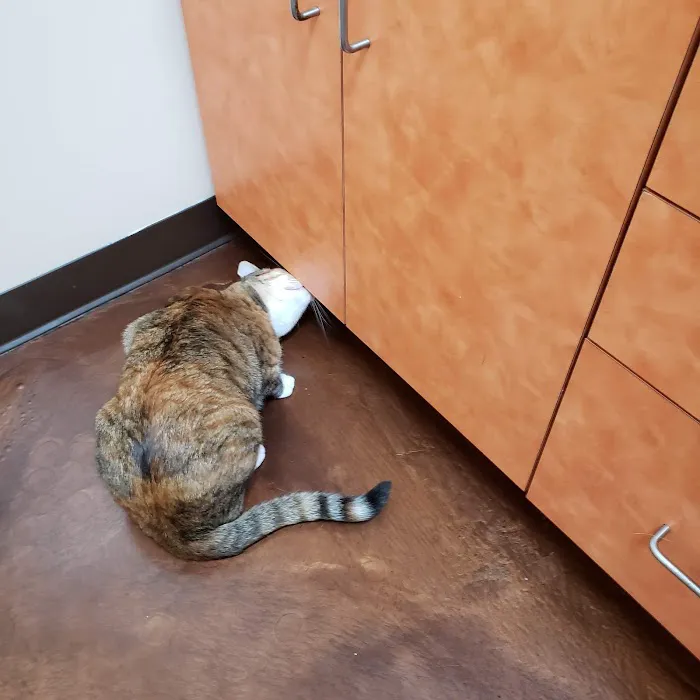 Oak Hill Animal Hospital 7