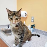 Oak Hill Animal Hospital ico